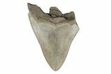 Partial, Fossil Megalodon Tooth #193972-1